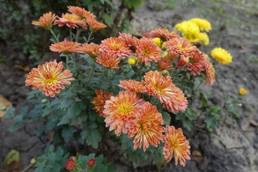 Half open orange flowers of spoon Chrysanthemums in October