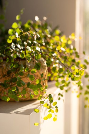 Muehlenbeckia in a decorative planter with the sun shining through its delicate leaves.