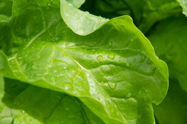 Green lettuce leaf with dew drops close-up. Morning dew on cabbage.