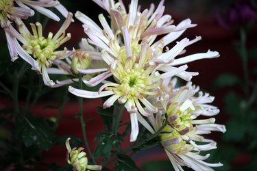 Chrysanthemum Quilled blooms in a garden