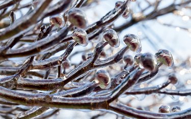 Ice-coated Dogwood Tree Buds after a freezing rain in the Winter
