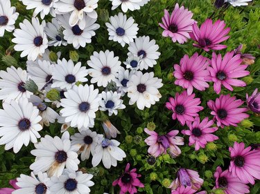 Dimorphotheca ecklonis or Osteospermum or African Daisy flowers in full bloom