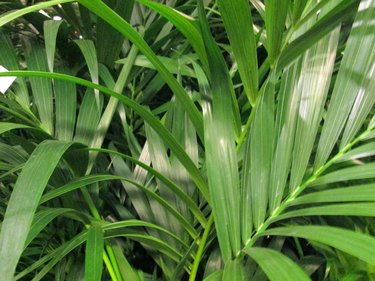 Potted green Areca palm leaves / fronds / Chrysalidocarpus lutescens houseplant image