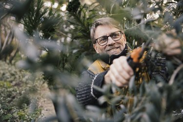 Portrait of smiling mature man pruning olive tree