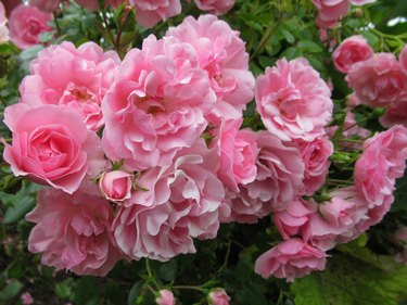 Pretty Bright Closeup Colourful Pink Royal Bonica Roses In Summer