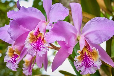 Purple orchid in natural environmental