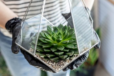 Closeup female florist designer hands holding succulents glass florarium botany art composition