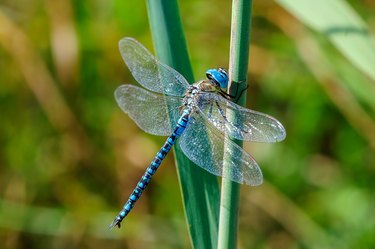Close-Up Of Dragonfly On Plant, Oberhausen-Rheinhausen, Germany
