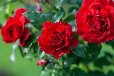 Types Of Red Roses: Selecting And Growing Roses That Are Red