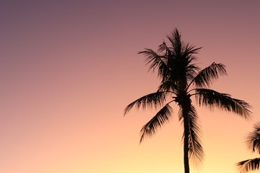 Sunset palm