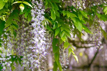 How to Prune Overgrown Wisteria | ehow