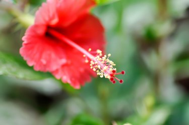 can hardy hibiscus grow in pots