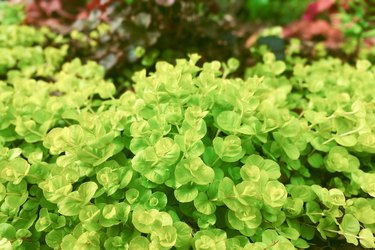 Creeping Jenny in Early Spring