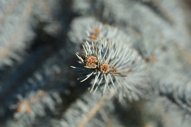 How to Grow Colorado Blue Spruce From Seed