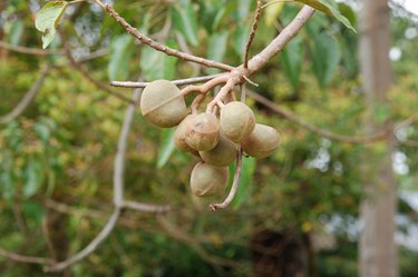 Close up of the candlenuts (Aleurites moluccana) on the tree