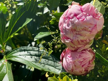 temporarily closed pink peony blooms