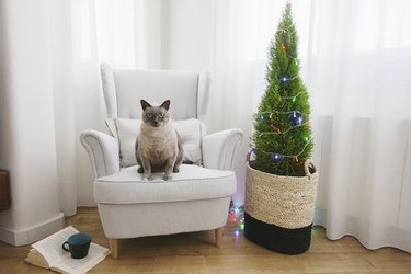 Cat sitting on armchair beside Christmas tree at home