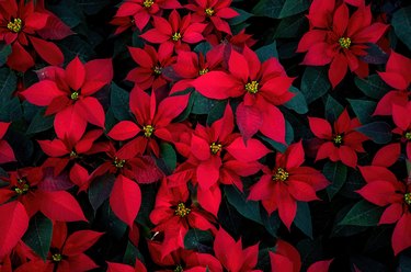 An arrangement of beautiful poinsettias - Red poinsettia or Christmas Star flower