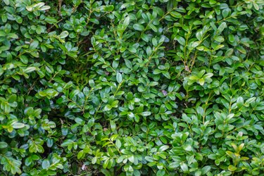Boxwood or Buxus sempervirens bush in the garden, decorative plant, close-up texture of green leaves, evergreen shrub, natural pattern