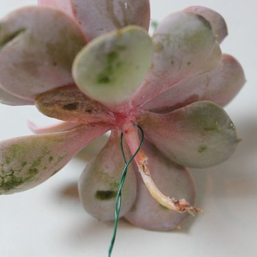 ...Tiny blooms are too small for skewers, so thread some wire through their stems.