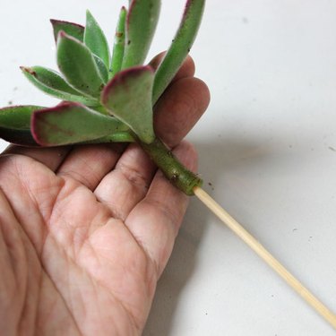 ...Narrow stems require a single skewer.