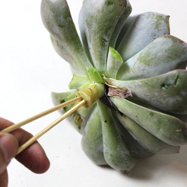 ...Inserting wooden skewers into the succulent stems