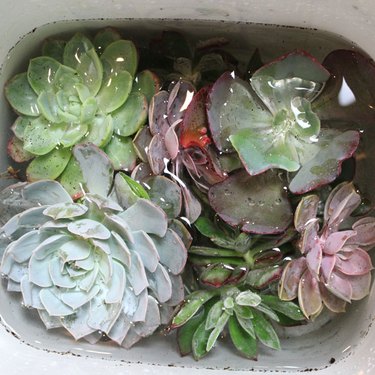 ...Cleaning the succulents in a basin of water.
