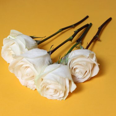...Cut white rose stems