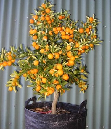 Growing Dwarf Fruit Trees