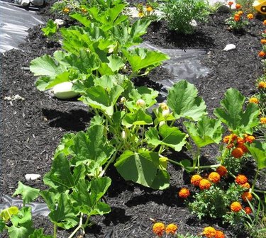 How to Plant an Easy to Grow Vegetable Garden | ehow