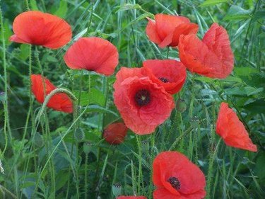 poppies