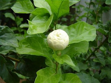 Jasmine Plants - Popular Flowering Jasmine for Sale at Logee's!