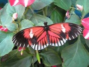 Monarch butterfly decorations are seen in the performance tent for