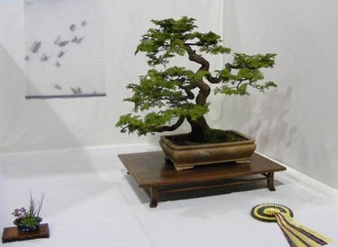 From clay to Bonsai Pot - Bonsai Empire