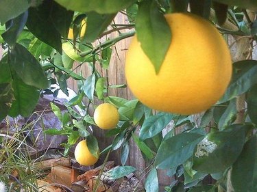 Growing Orange Trees: Information On Taking Care Of An Orange Tree