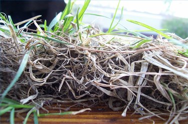 How Often Should You Dethatch? | eHow