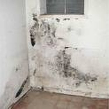 10 Common Causes of Mold in Homes