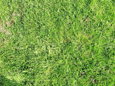 How to Apply Lawn Fertilizer & Lime at the Same Time | eHow