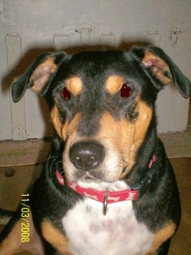 Dog urine on outlet subfloor