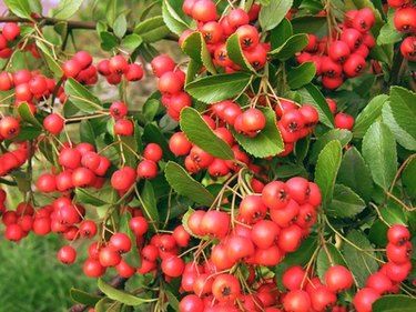 How to Identify a Tree with Red Berries