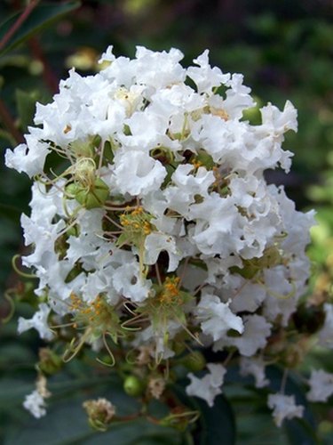 Can a Lilac Bush Grow in Florida?