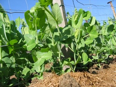 pea plants