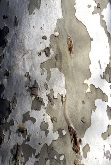 How to Make Things With Birch Bark