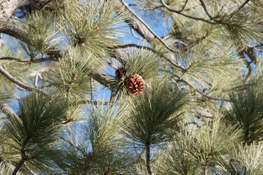 Pine, Description, Conifer, Genus, Species, Uses, Characteristics, & Facts