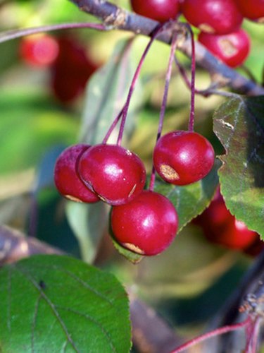 crabapples