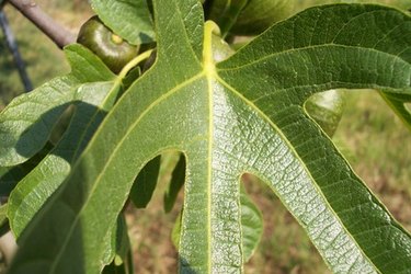 fig leaves