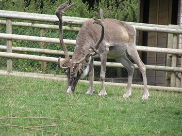 How to make a wooden reindeer from logs