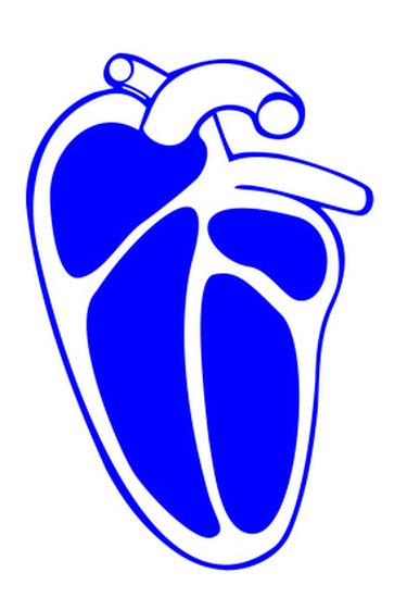 human heart pictures for kids