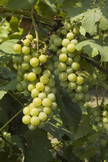 Thompson Seedless Grape Vine