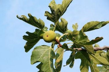 Fig Tree Branch